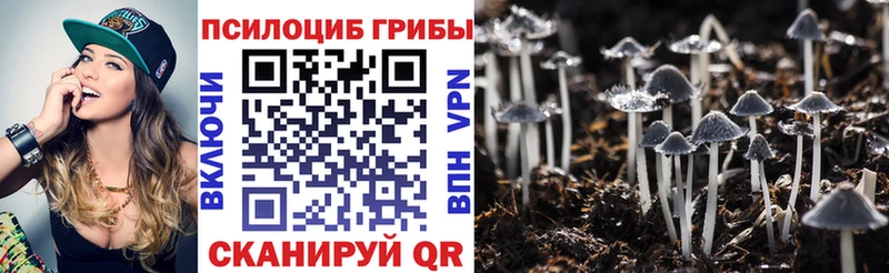 Купить закладки  Дивногорск  Псилоцибиновые грибы мицелий 